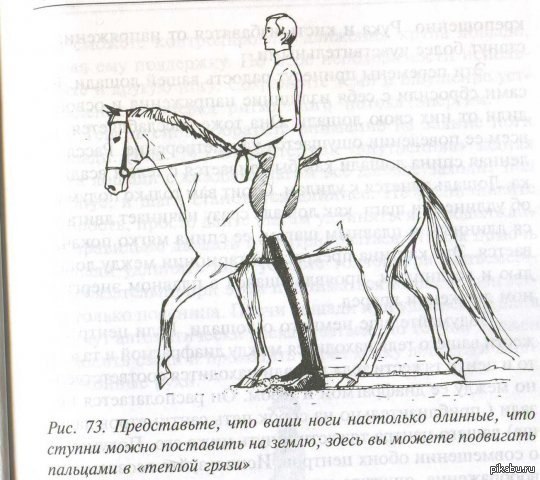 Как Садиться На Лошадь Правильно