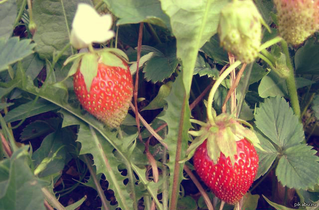The strawberries are ripe) - NSFW, Garden, Summer, Yummy, Joy, Strawberry, Strawberry (plant)