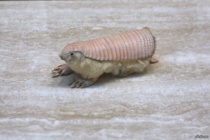 Pink Fairy Armadillo/    