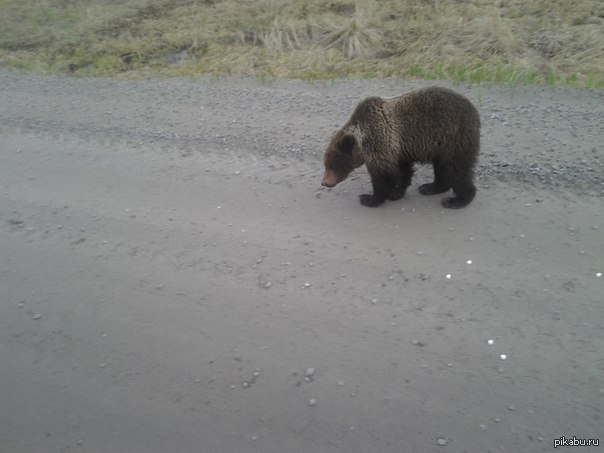 Вот такого зверя встретили в лесу!