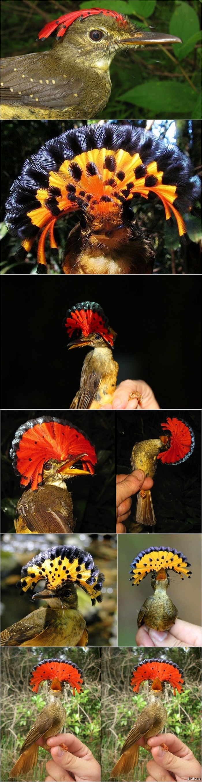 Beautiful bird =) Royal Flycatcher. - Longpost, King flycatcher, Birds