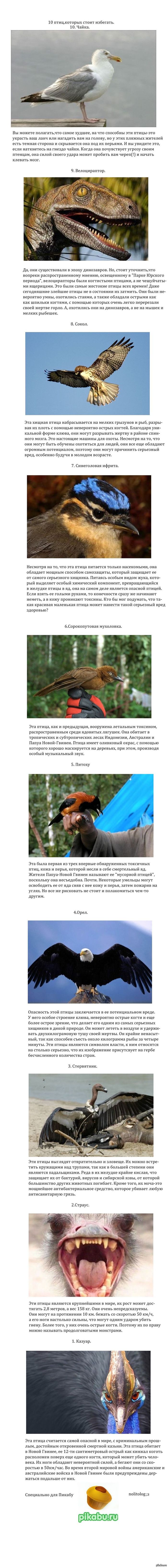 Список 10 птиц, которых РЕАЛЬНО стоит бояться!