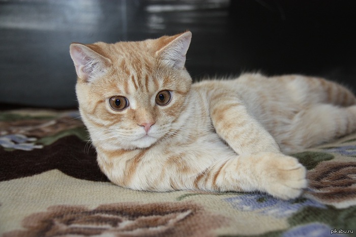 ������� ���� �������� � �.�������