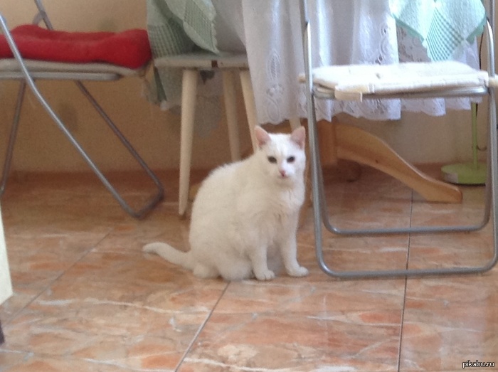 Кошка ищет новых хозяев! Санкт-Петербург