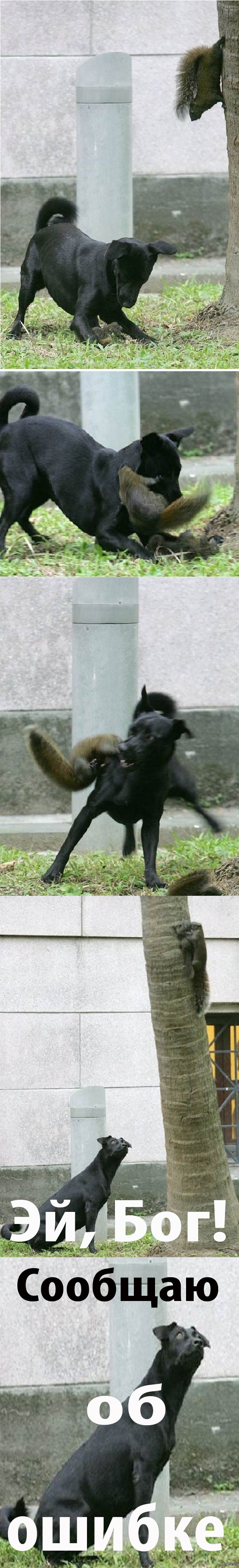 Собака и белка!