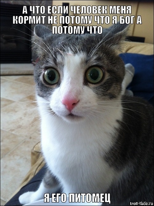 Озарение кота