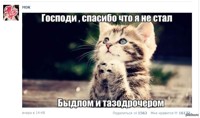 Рингтон мяу. Мемы с котятами. Милые котики мемы. Котик Мем. Милый котик мемы.