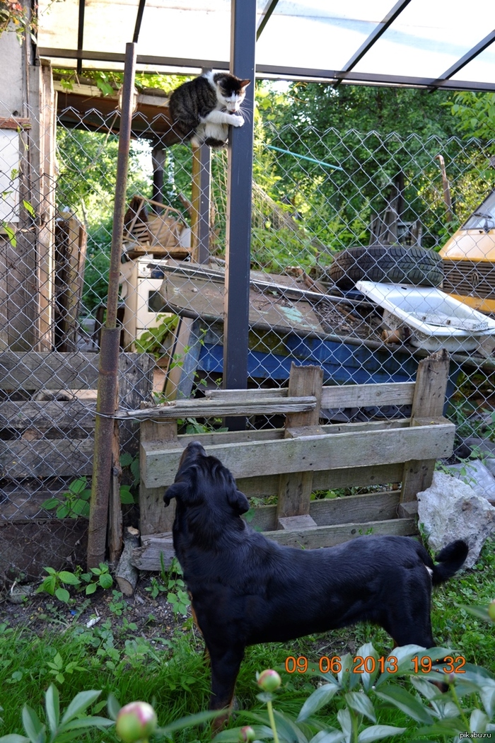 ��� �� ���� - ����! (�� ���� - ��������� ������� � ��� ������� ������)