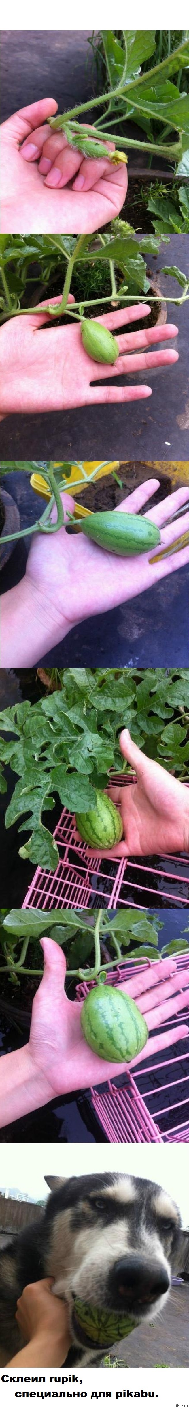 История одного арбуза