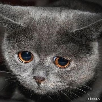 �������� ������ ������ !   http://poiskm    com/song/1703148-Shiro-Sagisu-shadows-masquerade