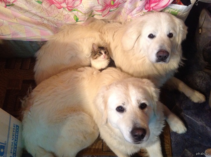 ��������� �������)