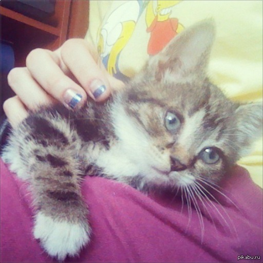 Отдам котею в добрые руки