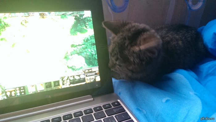 Моя Лиска учится играть в Доту 2. Рак подрастает :-)