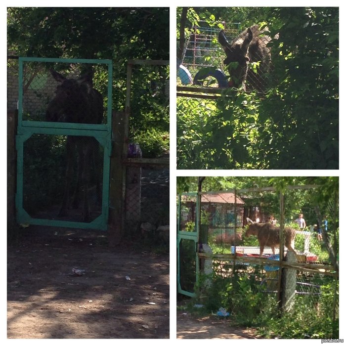 ��� �����, �����