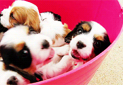 Bucket O' Puppies 