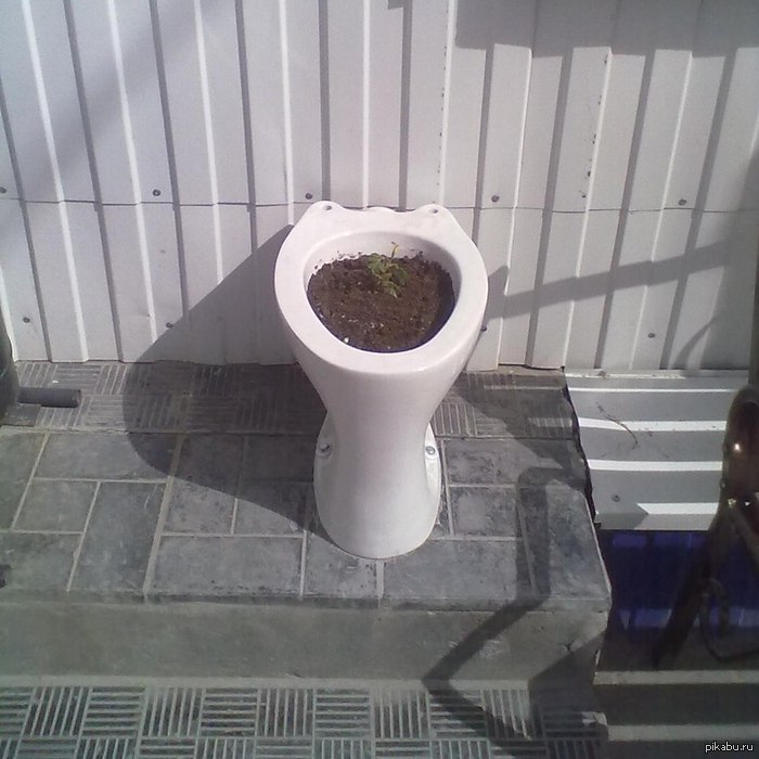 Вот такая клумба)