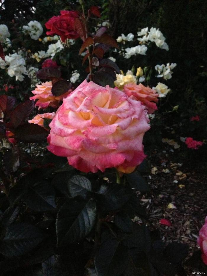 Утренняя роза