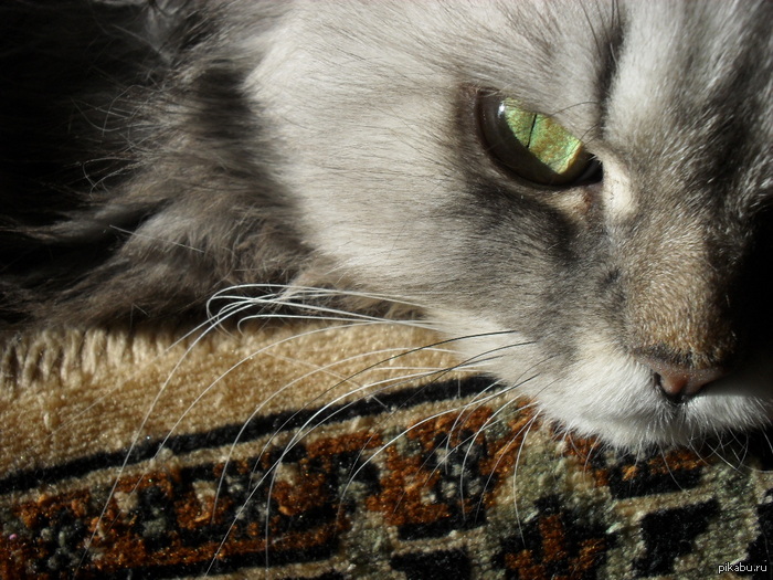 ��� ������� ����.