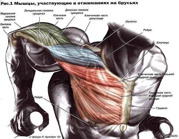 Как накачать грудь на улице