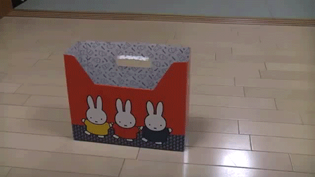 Коты любят коробки...