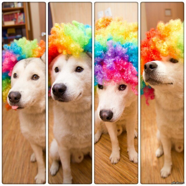 Мой хозяин идиот