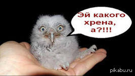 а какого хрена. джон си райли сводные братья. а какого хрена уилл феррелл. картинка какого хрена. какого хрена здесь происходит.