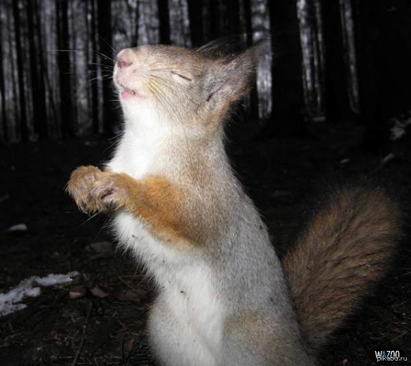 ������, ����� ������)