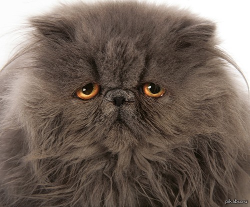 � �������� ����.