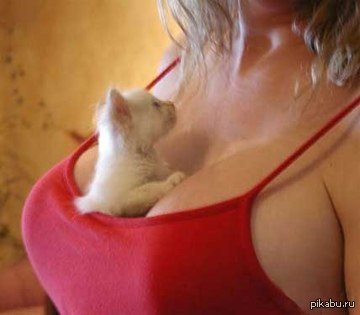 KKKKKCOMBO - NSFW, Boobs, cat, Combo