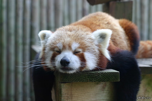 001000111 - Red panda, Milota