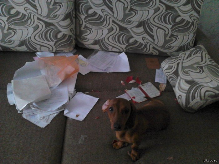 Клянусь, все так и было!