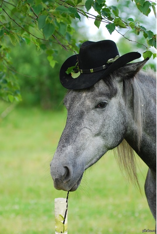 Говорящие лошадки. Лошадь в шляпе. Шляпа Лошадиная. Кобыла в шляпе. Головной убор конь.
