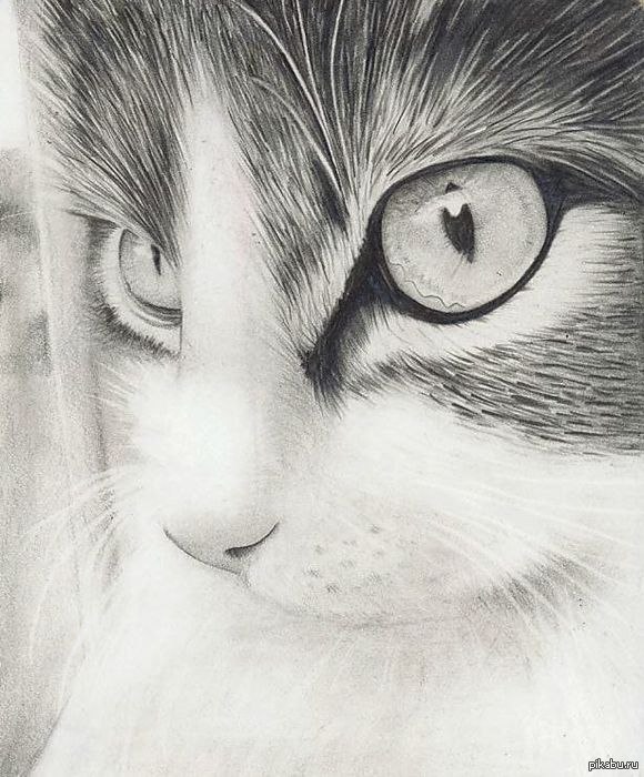 Рисунки для срисовки карандашом котики - 80 фото