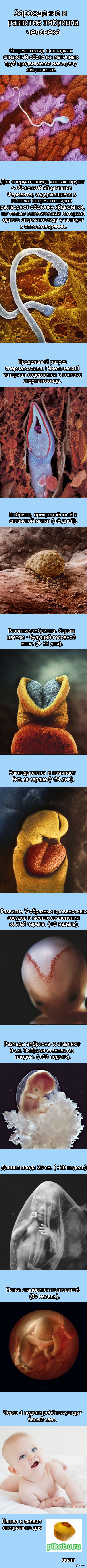 Conception and development of the human embryo - My, Embryo, Longpost, The photo, Person, , Nature