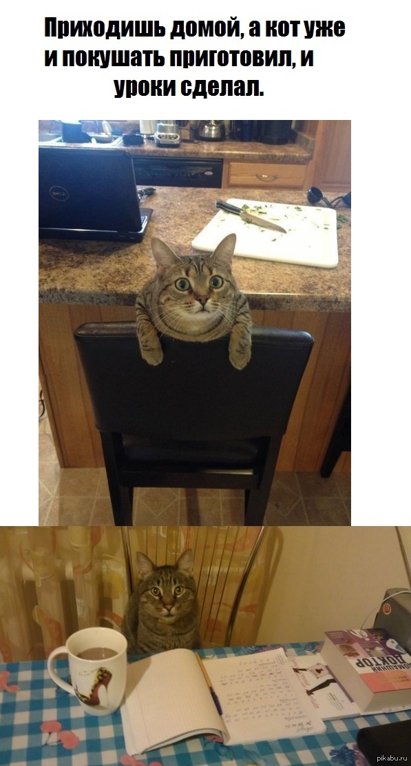 Я кот. Кот демотиватор. Кот с поднятой лапой. Кошка мем. Подпись кошка.