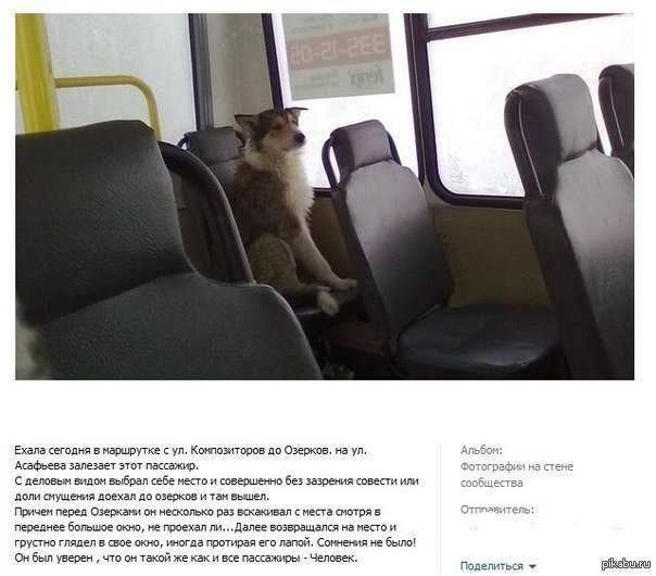 Супер собачка)