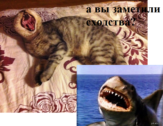 �������� :)