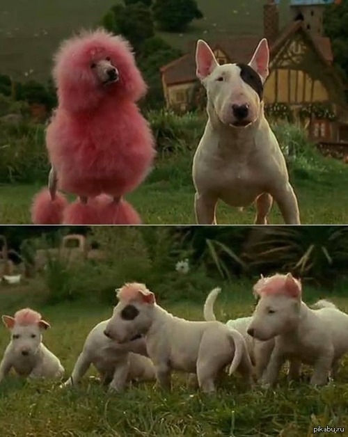 Selection as it is - Babe, Bull terrier, Poodle, Puppies, Selection