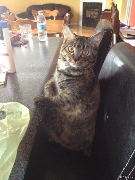 человек нам надо серьезно поговорить. кот серьезный разговор. кот нам надо серьезно поговорить. серьезно поговорить. серьезно поговорить.