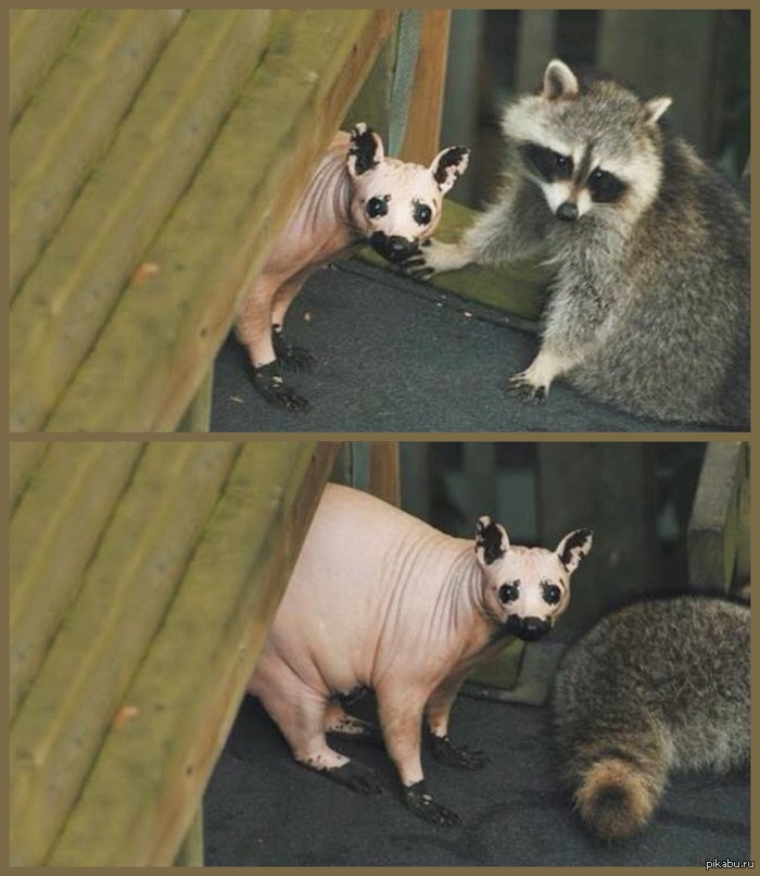 Так выглядит лысый енот