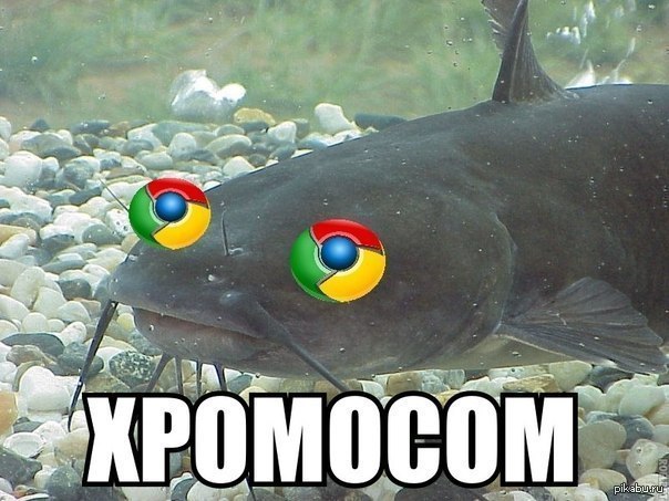 хромосом - Рыба, Google Chrome