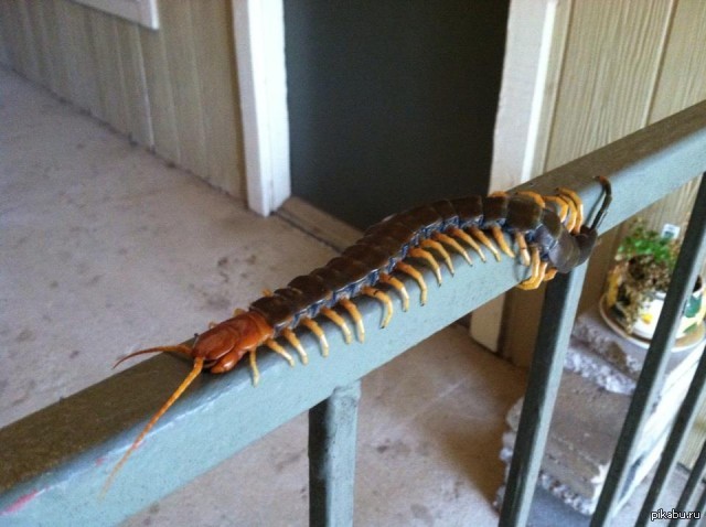 These are the animals that live in Texas. Horror! :) - Humor, Horror, Nightmare, Abomination, Insects, Texas