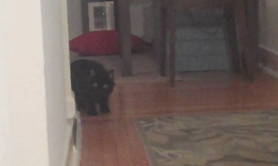 Кошачьи игры