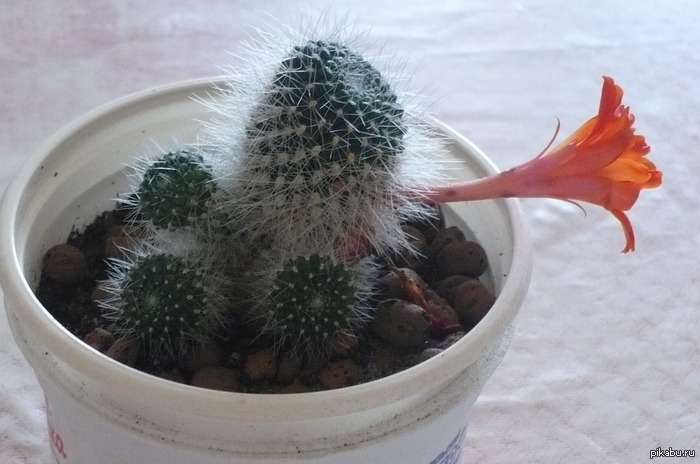 ���� ������� ������ ���������� �����)