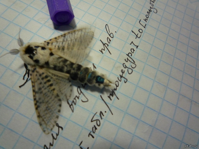 �������� ��������