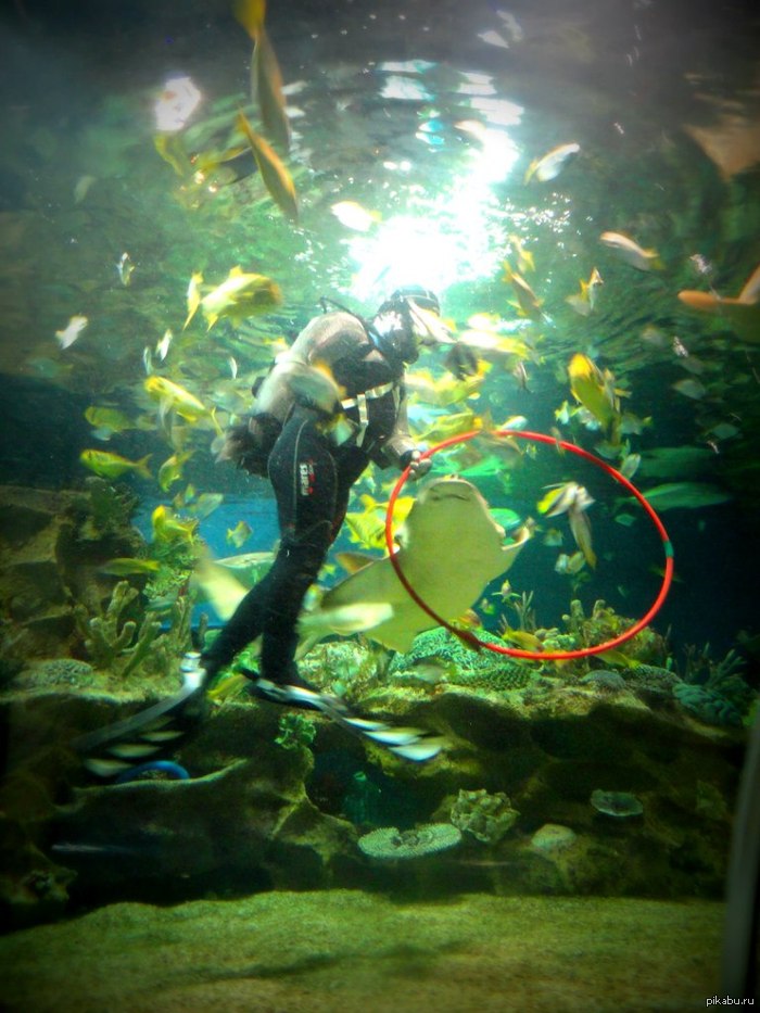 Я долго всматривался в красный обруч, но так и не понял в чем дело=(