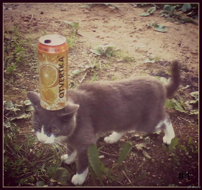 мой хозяин идио...   сранный алкаш