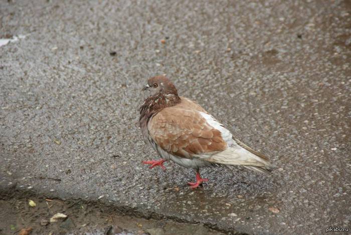 � ������ ������� ��� �����.