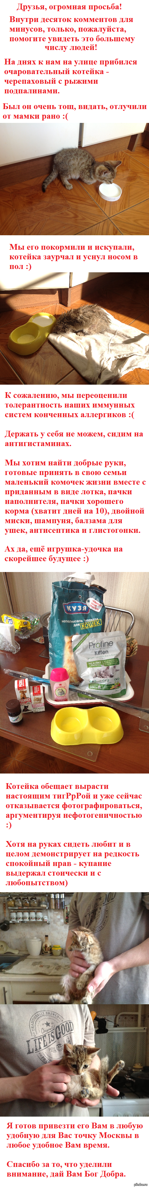 Хороший котейка в хорошие руки в Москве!