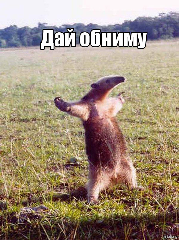 муравьед мем